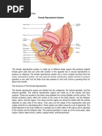 Rabbit Female Reproductive Anatomy | PDF | Wellness | Science & Mathematics