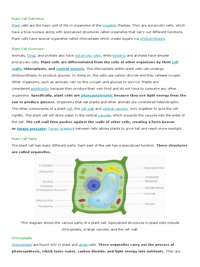 Plant kingdom: cell walls central vacuole | Cell (Biology) | Bacteria