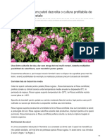 Stiriagricole.ro-idei de Afaceri Cum Puteti Dezvolta o Cultura Profitabila de Trandafiri Pentru Petale