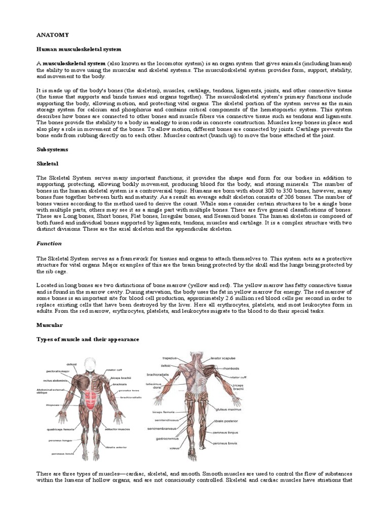 Human Musculoskeletal System Overview | PDF | Human Musculoskeletal ...