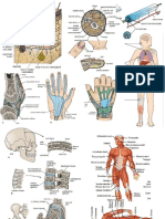 Anatomy Pics