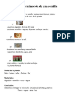 La Germinación de Una Semilla