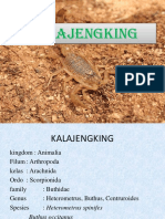 Kalajengking dan Morfologinya