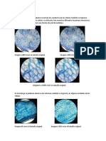 Reporte de Biologia Cel. Vegetal