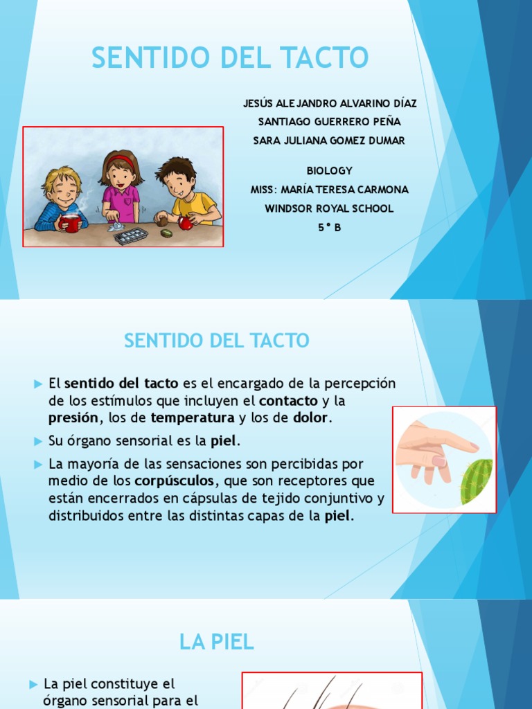 Sentido Del Tacto Biologia | PDF | Piel | Sentidos