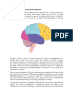 Principales funciones ejecutivas del lobulo frontal