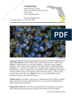 Skyblue Clustervine: Jacquemontia Pentanthos (Jacq.) G. Don Convolvulus Pentanthos Jacq
