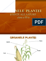 Partile Componente Ale Plantei 33