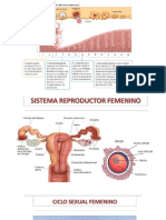 ciclo menstrual.pptx