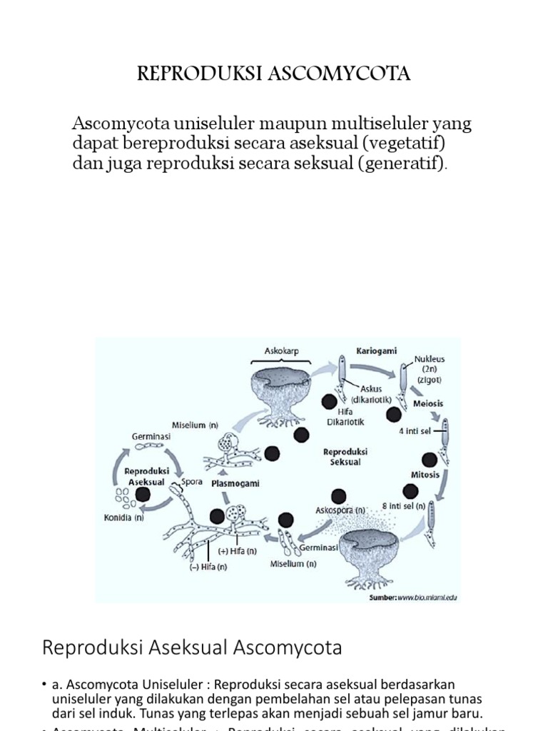 Suratlarda ehtirosli jinsiy aloqa