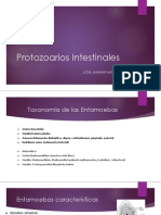 Protozoarios intestinales: taxonomía, ciclo de vida y patologías