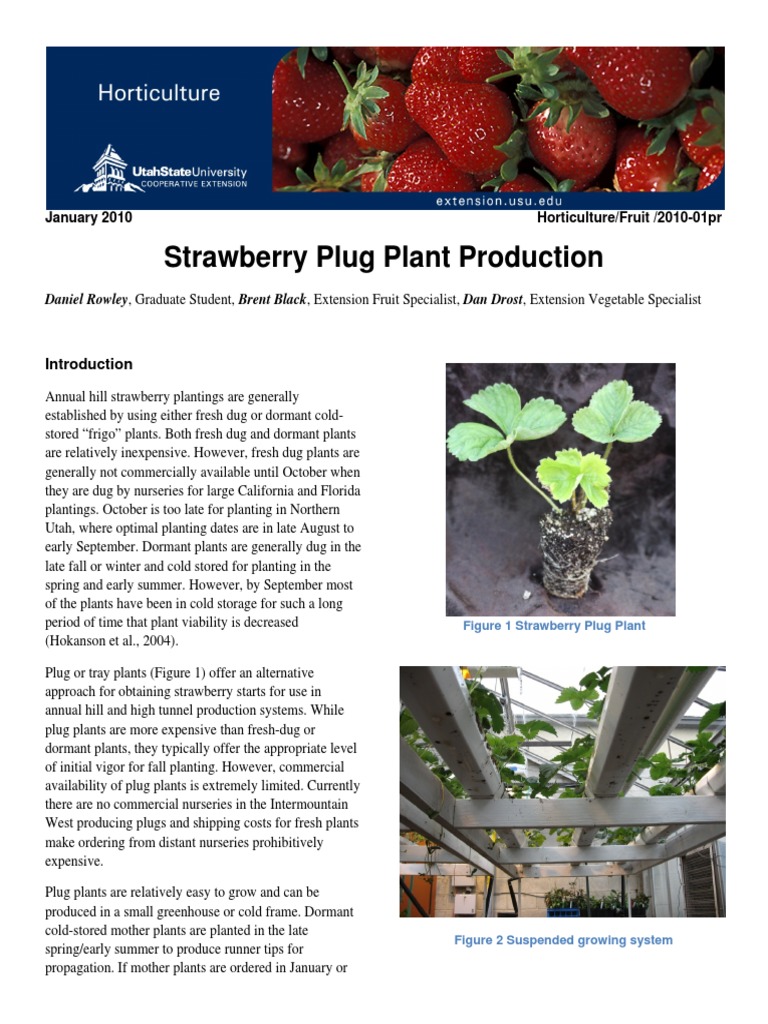 Strawberry Plug Plant Production PDF Strawberry Greenhouse