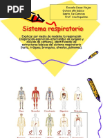 Sistema Respiratorio, 5to