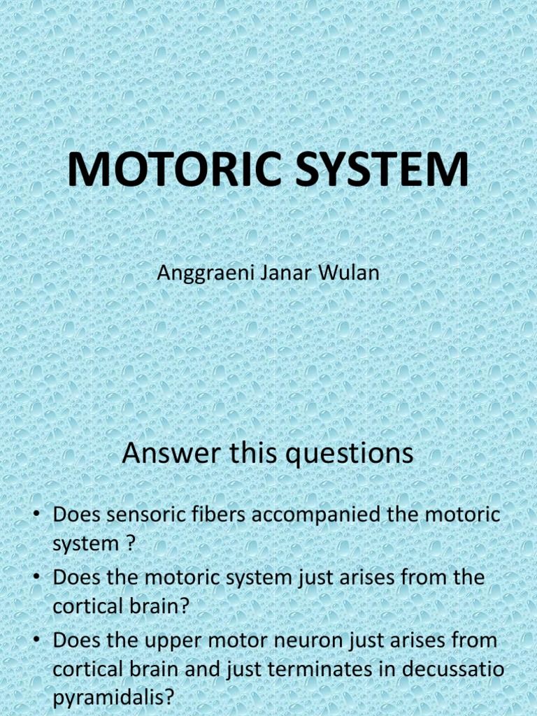 Understanding the Motoric System | PDF | Motor Neuron | Brainstem