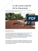 El Cultivo de Cacao Estaría Afectando La Amazonía