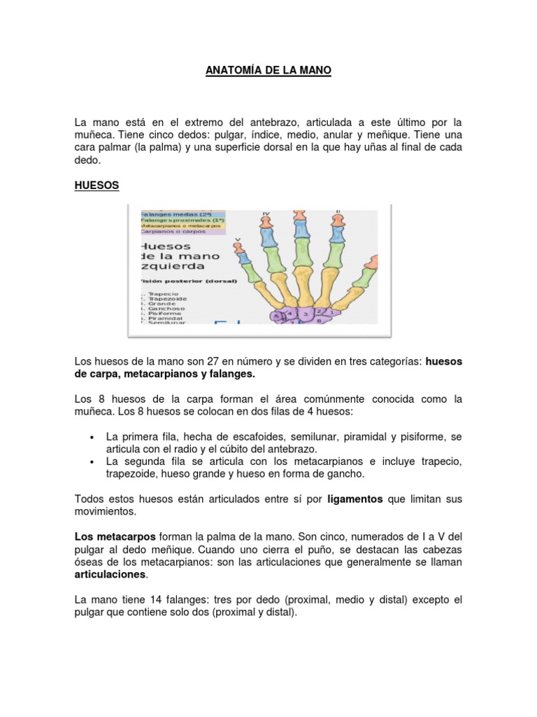 Anatomía de la extremidad superior | e-Anatomy, image size:768x1024