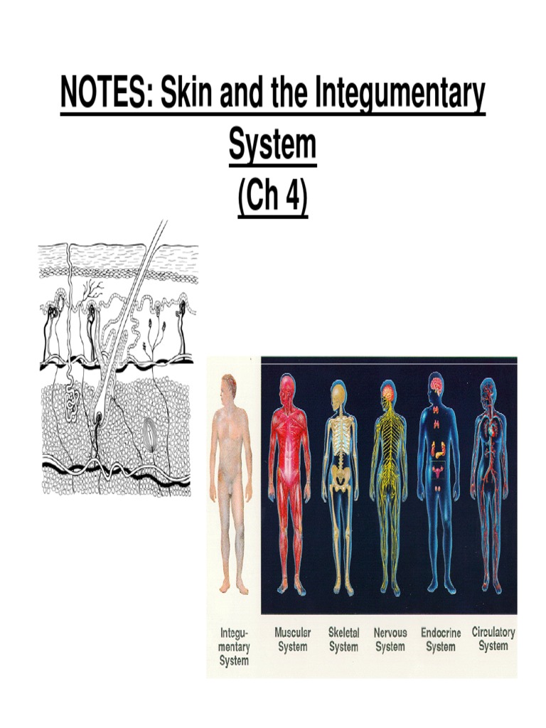Nerve Fibers in Skin and Keratosis | PDF | Epidermis | Skin