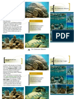 Folleto Inglés PDF