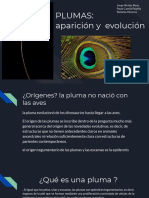 PLUMAS - Aparición y Evolución