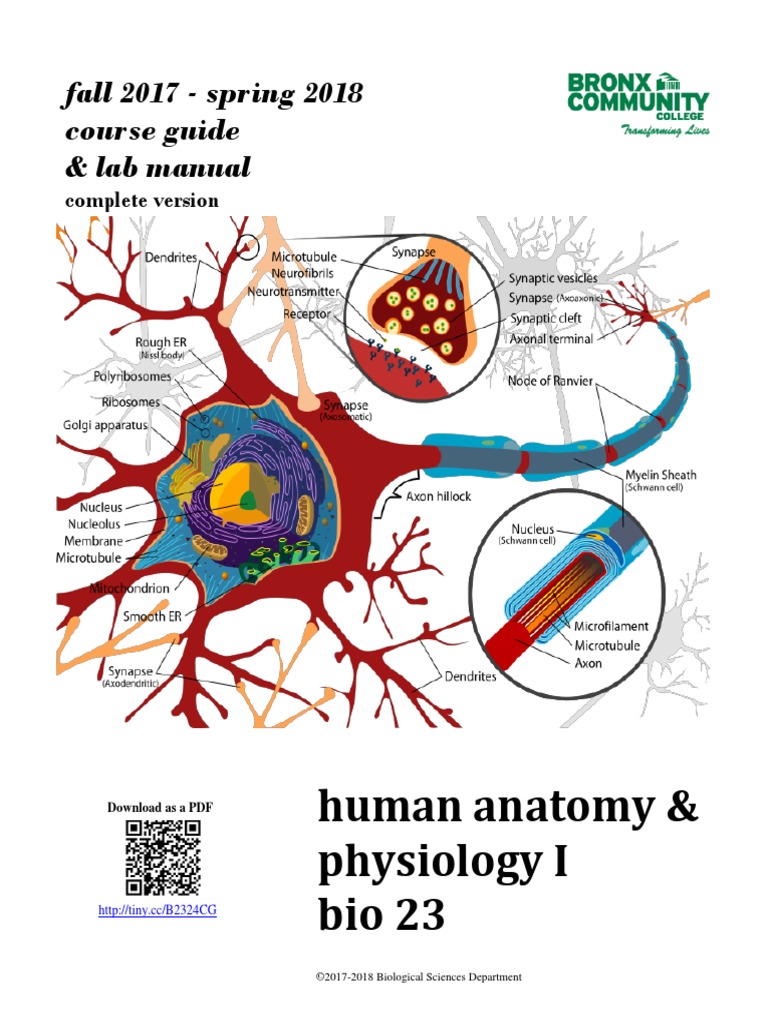 A P 1 Lab Manual Bronx Community College Pdf Chemical Synapse Nervous System