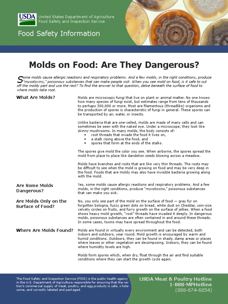 Molds On Food | PDF | Mold | Mycotoxin