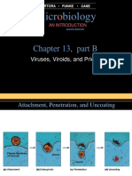 Micr Biology: Chapter 13, Part B