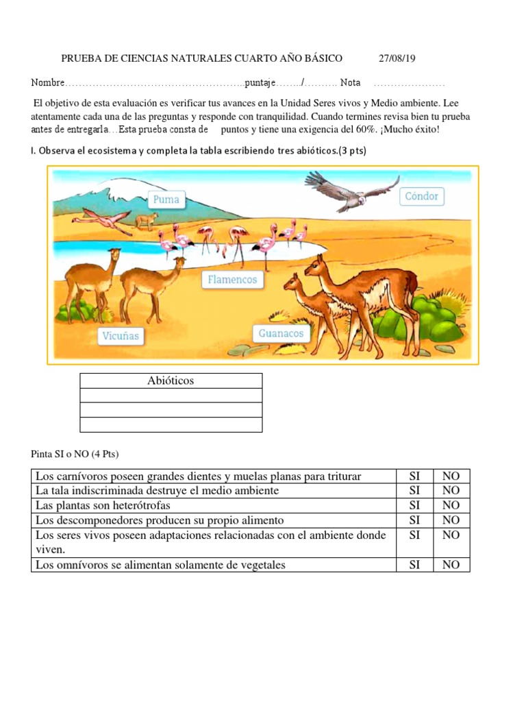 Prueba De Ciencias Naturales Cuarto Año Básico Ecosistemas Plantas