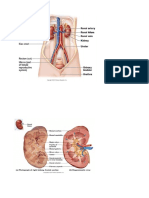 Gambar Sistem Urinary