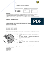 Prueba Corteza Manto Nucleo Sin Corrección