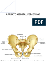 Aparato Genital Femenino