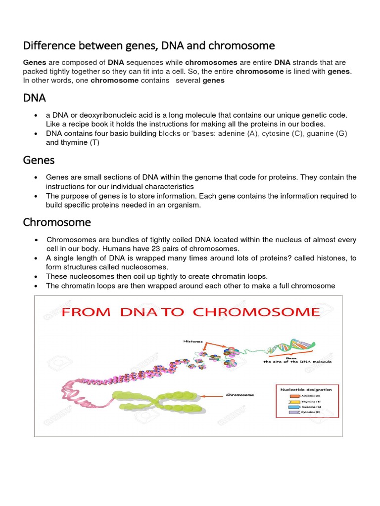 Difference Between Genes, DNA and Chromosome | PDF | Chromosome | Gene