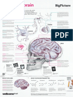 Inside The Brain: Synapse