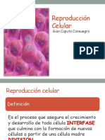 Reproduccion Celular PDF