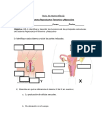 GUÍA Sistema Reproductor Femenino y Masculino Terminada