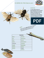 Taxonomía