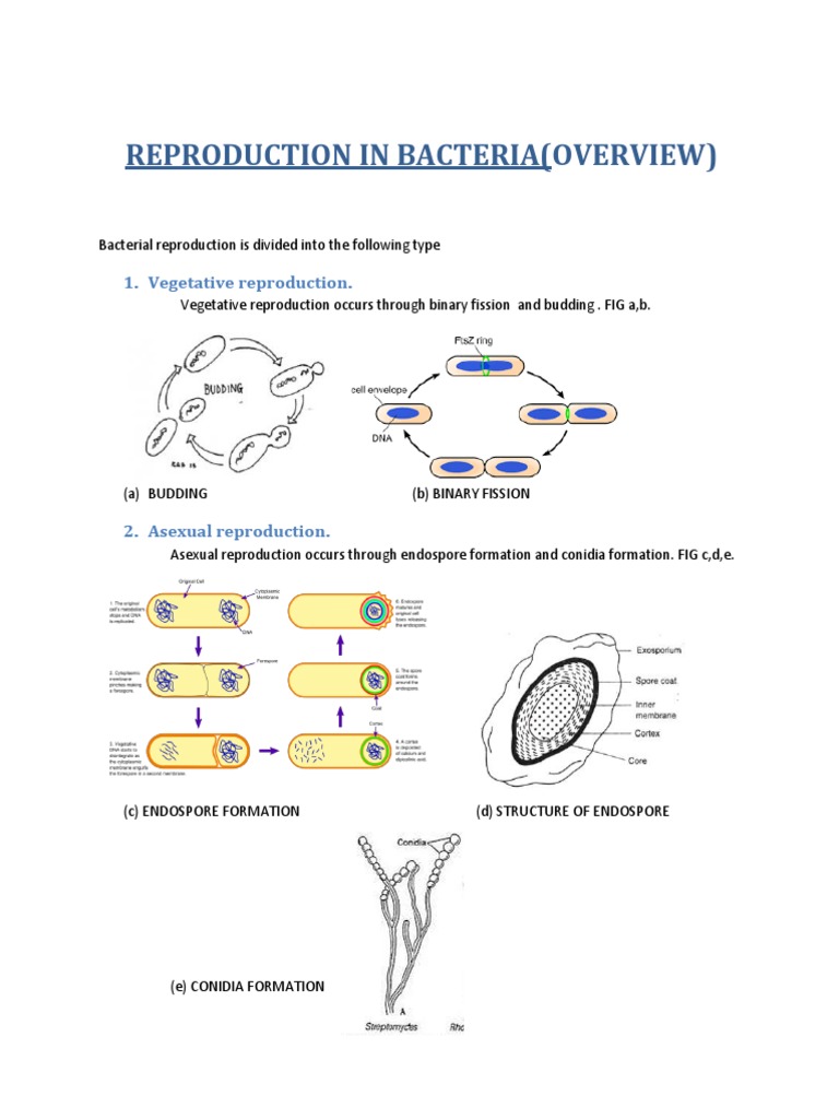 Bacterial Reproduction Methods Overview | PDF | Sexual Reproduction ...