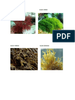 Tipos de algas por color