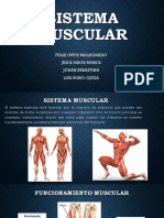 sistema muscular 