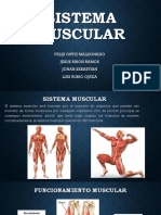 Sistema Muscular