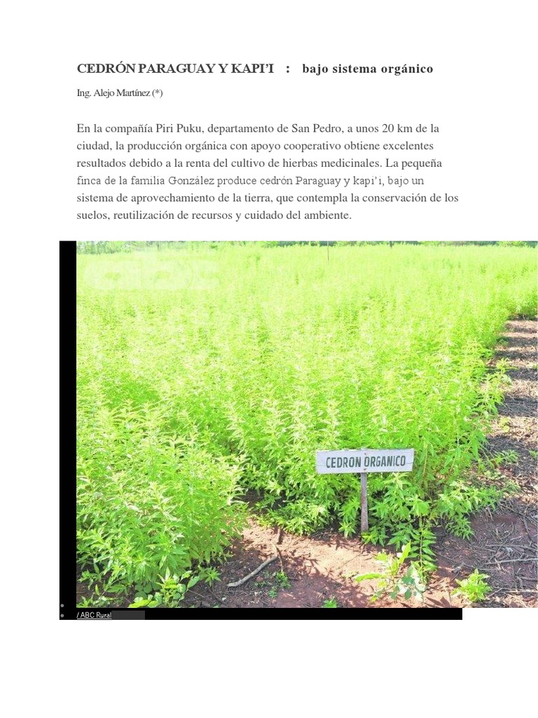 Beneficios del Cedrón Kapi’i Orgánico | PDF | Agricultura | Suelo