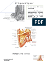 Arteria Supraescapular