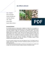 Ajo (Allium Sativum) : Taxonomía