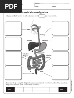 Guia Sistema Digestivo PDF