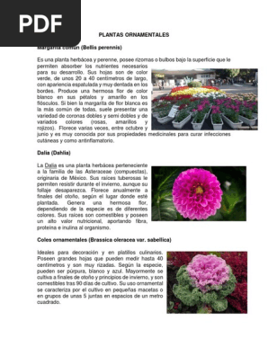 Plantas Ornamentales Flores Hoja