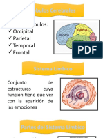 Lóbulos Cerebrales y Sistema Límbico