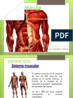 Sistema muscular: funciones, tipos y estructura