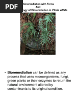 Bioremediation With Ferns and The Physiology of Bioremdiation in Pteris Vittata