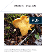 Pacific Golden Chanterelle - Oregon State Mushroom