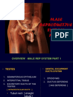 Male Reproductive Part 1 2018 New