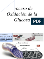 Proceso de Oxidación de glucosa